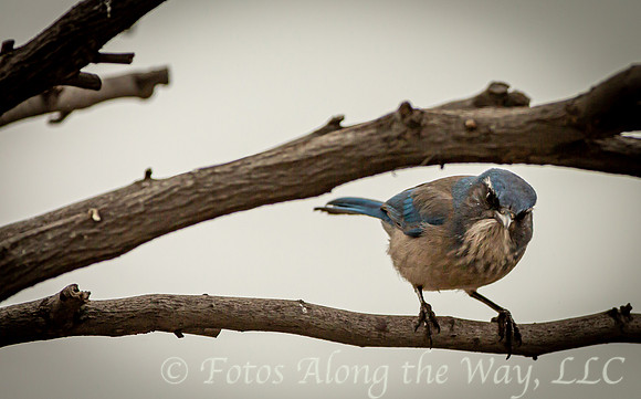 Western Scrub Jay on branch (Arizona)