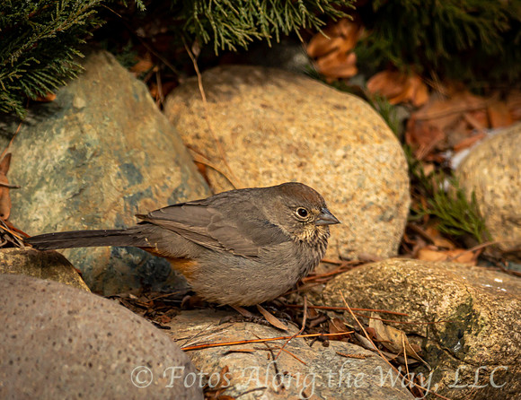 Brown Towhee on Rocks (Arizona)