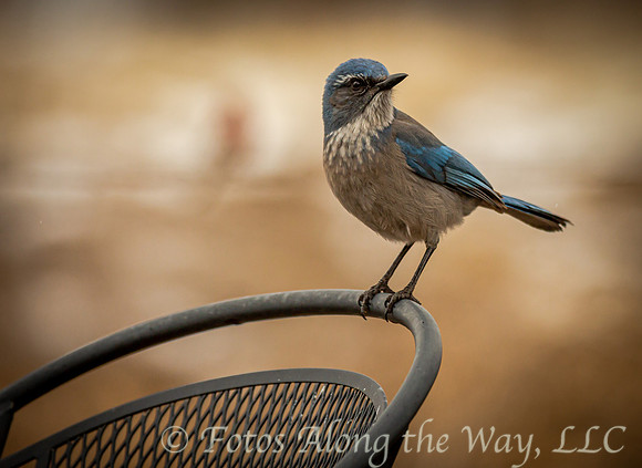 Western Scrub Jay on Chair Back (Arizona)