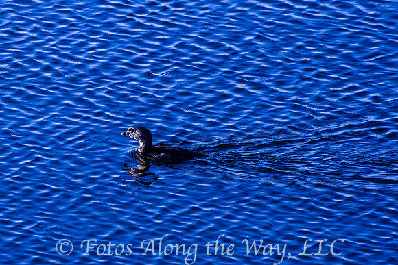 Pied-billed Grebe (Juvenile) (Arizona)
