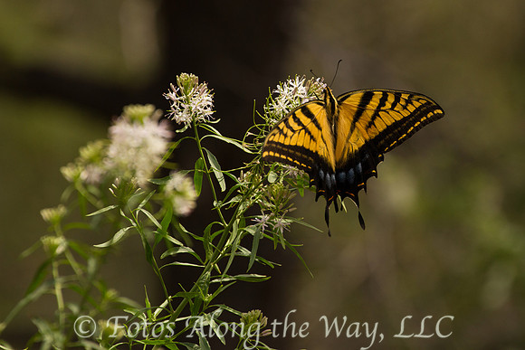 Tiger Swallowtail Butterfly (Arizona)