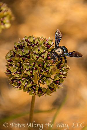 Bumblebee on Milkweed Bud (Arizona)