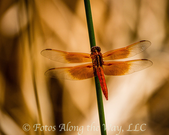 Orange Dragonfly (Arizona)