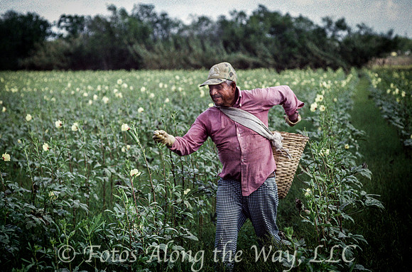 Rio Grande Valley Okra Picker (Texas)