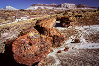 Petrified Forest National Park - Arizona