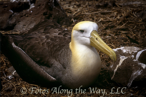 Waved Albatross at Rest (Galapagos)