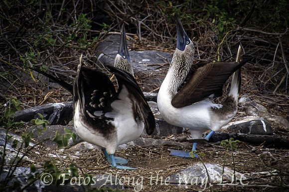 Blue-footed Booby Mating Dance (Galapagos)