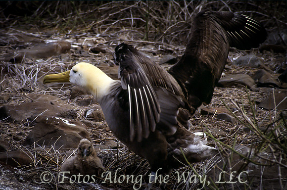 Waved Albatross Taking Flight (Galapagos)