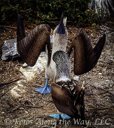 Blue-footed Booby Mating Dance (Galapagos)