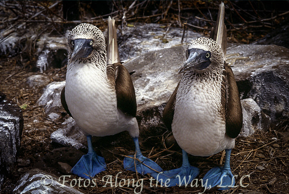 Blue-footed Booby Pair (Galapagos)