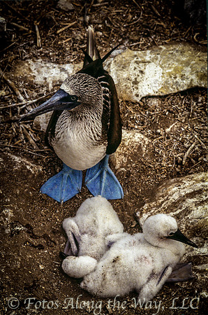 Blue-footed Booby with Chicks (Galapagos)