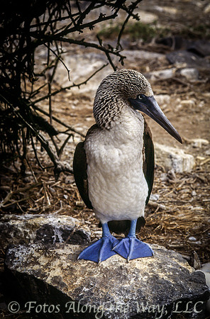 Blue-footed Booby (Galapagos)