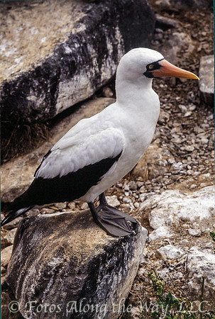 Masked Booby (Galapagos)