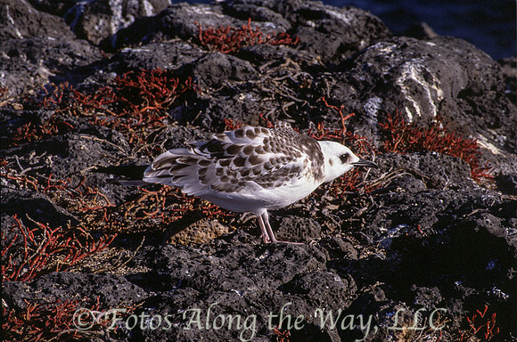 (Galapagos)