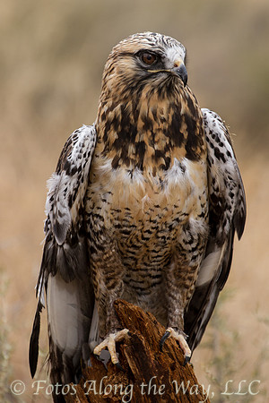Fledgling Hawk (Captive, New Mexico)