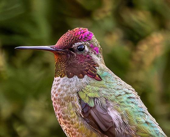 Anna's Hummingbird Profile (Arizona)