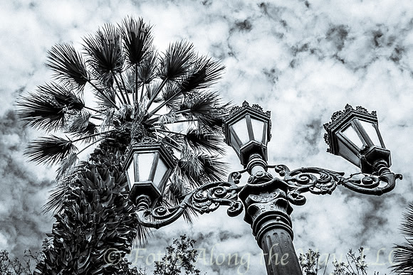 Plaza Lamp and Palm Tree (Peru)