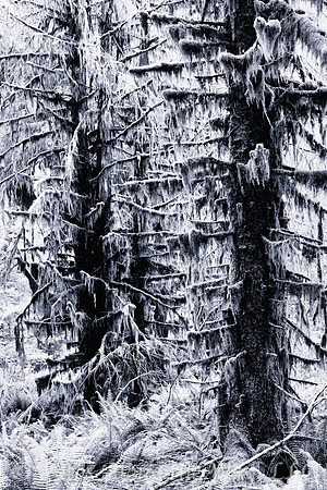 Tall Mossy Trees in the Hoh Forest (Washington, 2021)