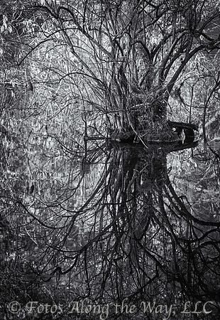 Lowcountry Lake Tree and Reflection (South Carolina, 2023)
