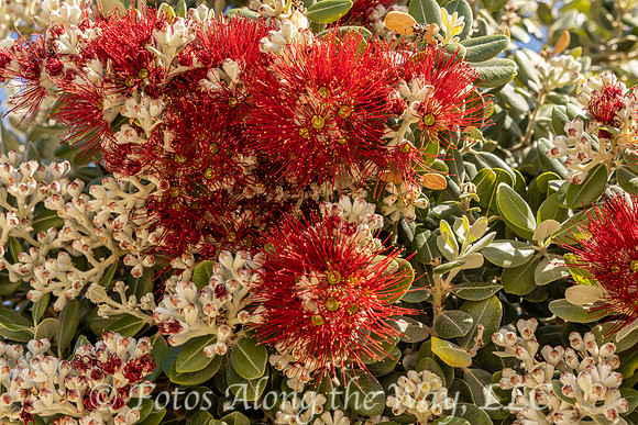 Metrosideros Hedge near the Beach (Portugal)