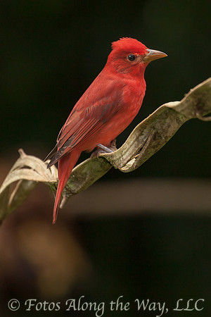 Summer Tanager (Costa Rica)