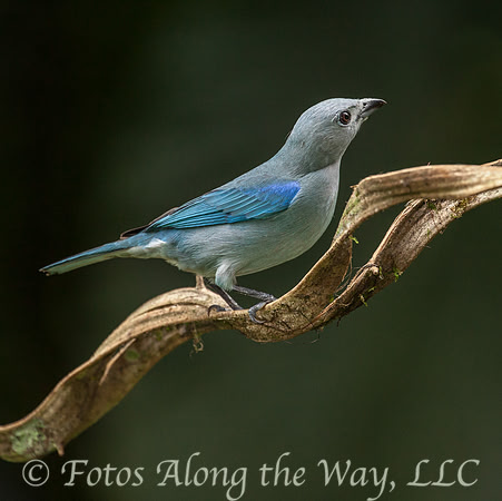 Blue-grey Tanager (Costa Rica)