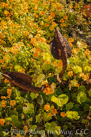 Old Anchor in Nasturtium Flowers (Portugal)