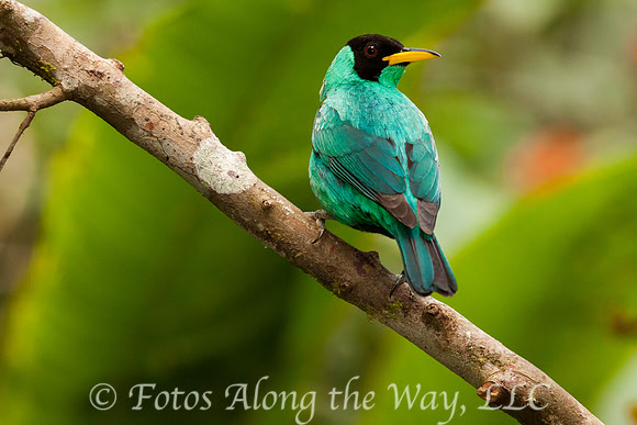 Green Honeycreeper (Costa Rica)