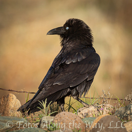 Raven with Blue Eye (Arizona)