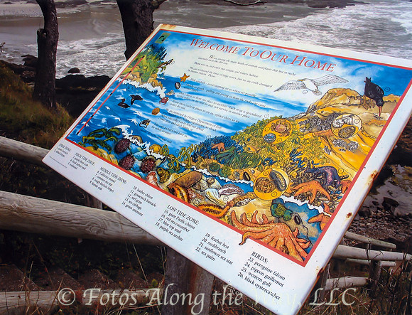 Tidal Pool Ecosystem (Oregon)