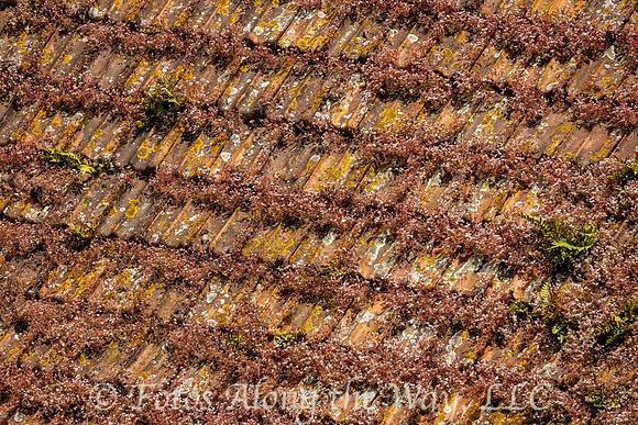 Ceramic Tile Roof Covered with Flora (Portugal)