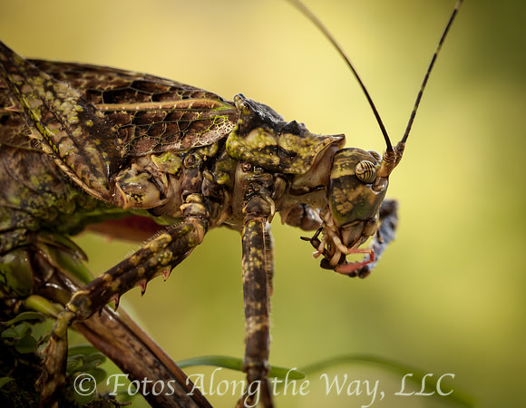 Mantis (Costa Rica)