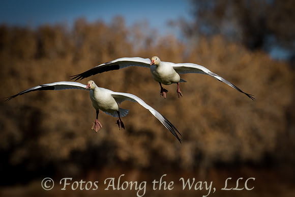 Snow Geese Pair Descending (New Mexico)