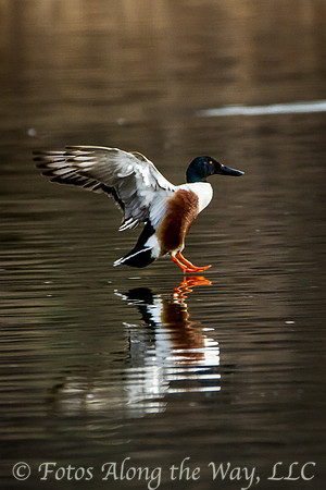 Northern Shoveler Landing (Arizona)