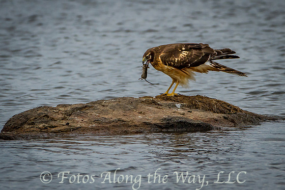 Northern Harrier - female (Arizona)