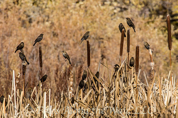 Red-winged Blackbirds - female (Arizona)