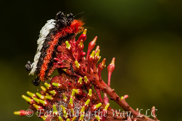 Striped Caterpillar (Costa Rica)
