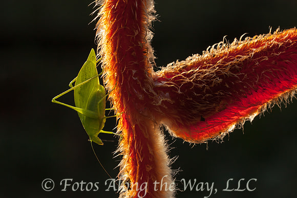 Katydid (Costa Rica)
