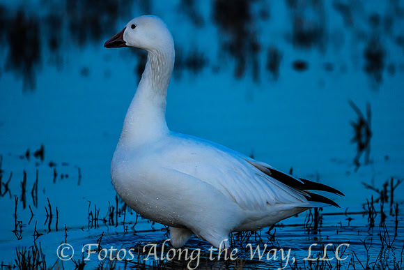 Snow Goose (New Mexico)