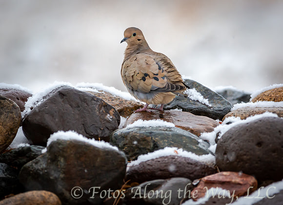 Mourning Dove in Winter (Arizona)