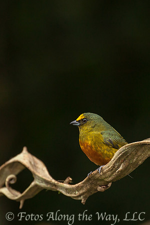 Olive-backed Euphonia (Costa Rica)
