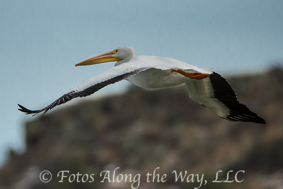 White Pelican in Flight (Arizona)