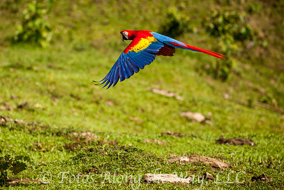 Scarlet Macaw (Costa Rica)