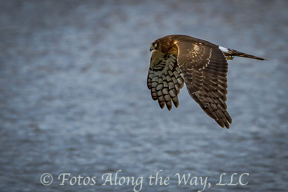 Northern Harrier - female (Arizona)