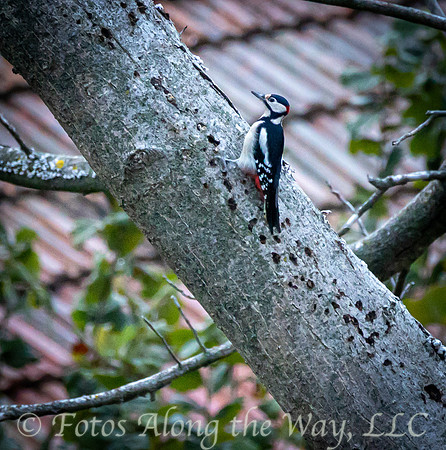 Great Spotted Woodpecker