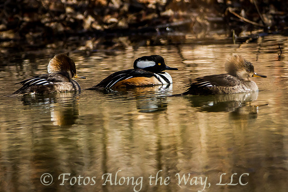 Hooded Mergansers (Arizona)