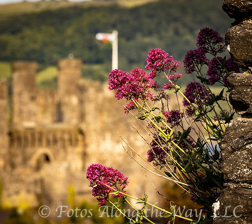 Flowers on Wall near Conwy Castle