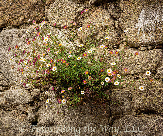 Flowers Growing in Stone Wall (Portugal)