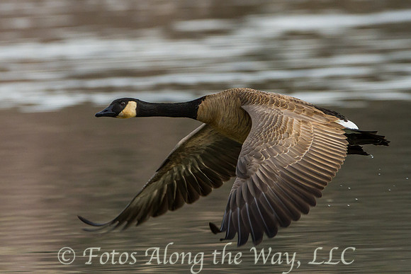 Canada Goose in Flight (Arizona)