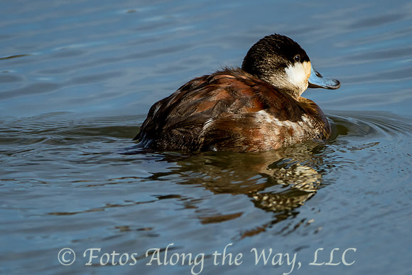 Ruddy Duck (Arizona)